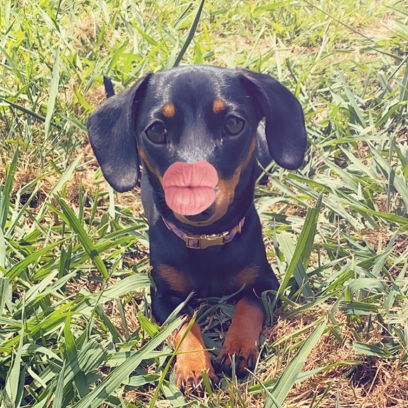 Meet your Posher, Nicole mitra - Picture 1 of 1